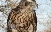 Rosewood’s Cale Experiences Dream of Falconry