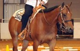 Rosewood Horse Riders Excel at Hutchinson, Prepare for World Show